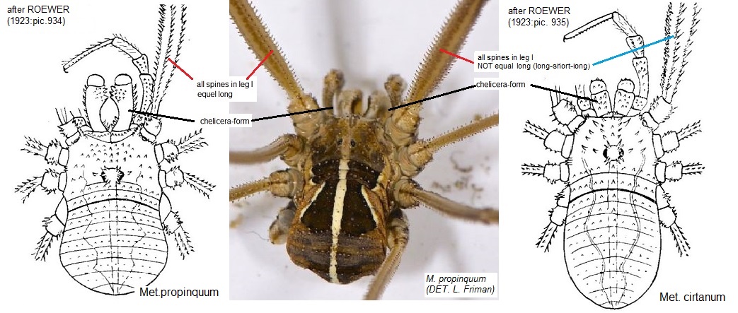 Phalangium opilio? No. Metaphalangium sp. - M.te Grande (BO)